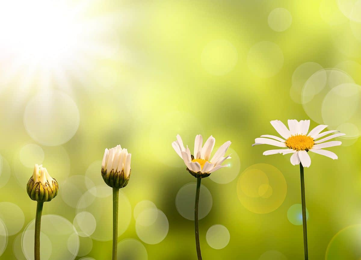 Daisies on green nature background, stages of growth; hire for skills and capabilities concept