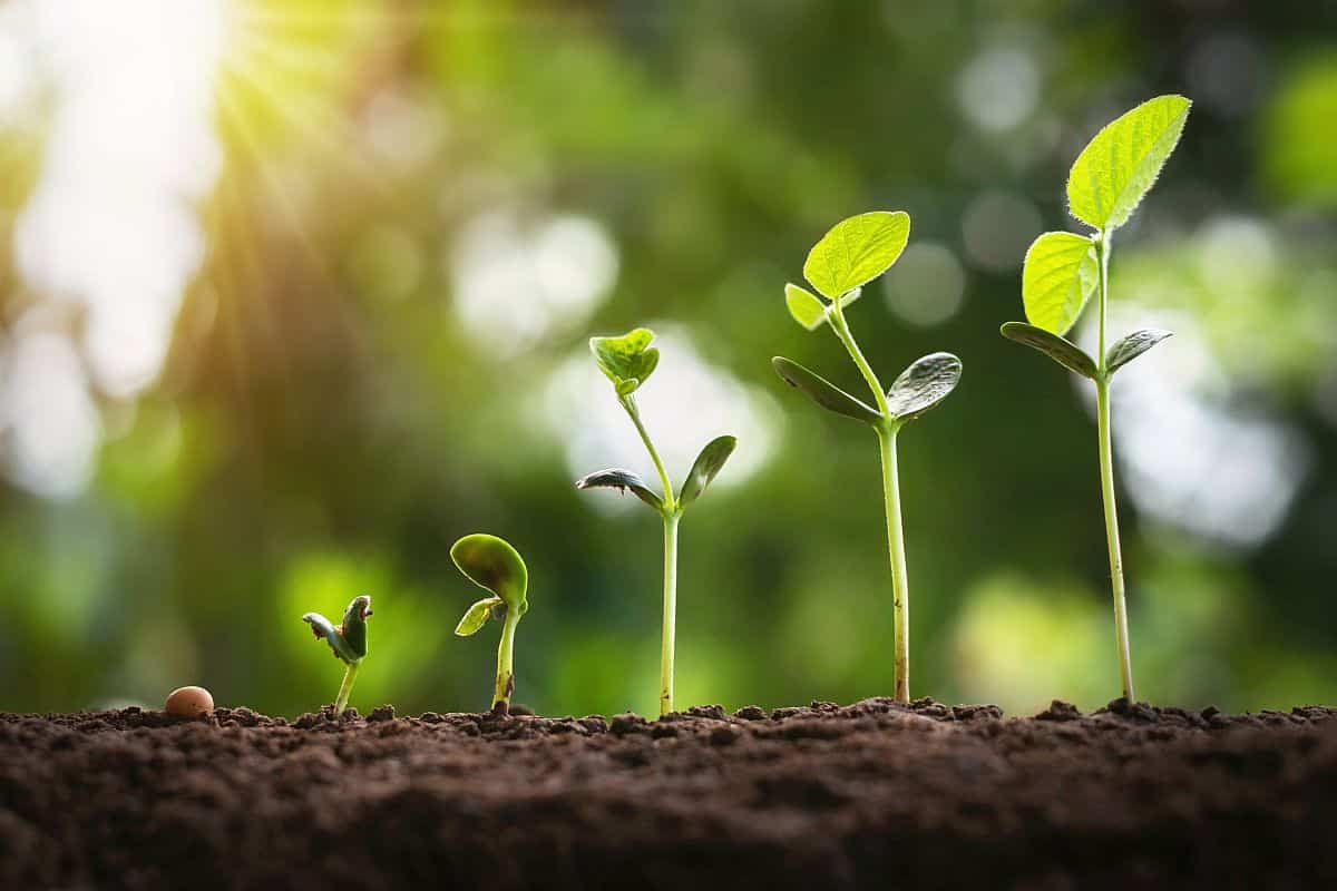 soybean growth in farm with green leaf background. agriculture plant seeding growing step concept