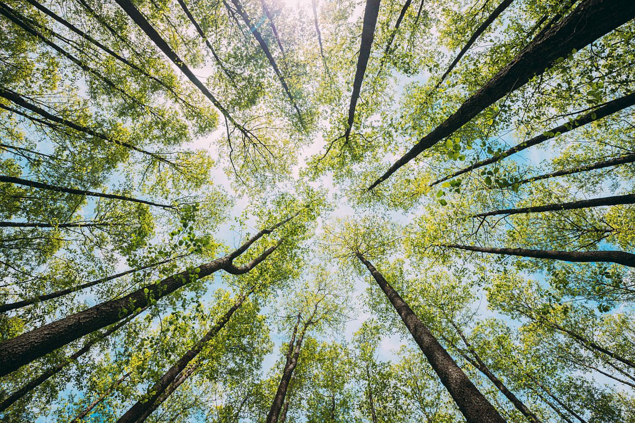 Looking Up In Beautiful Pine Deciduous Forest; talent intelligence and the Department of Labor concept