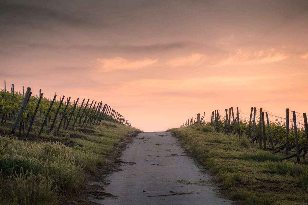 empty path into a sunset; talent management challenges for life sciences
