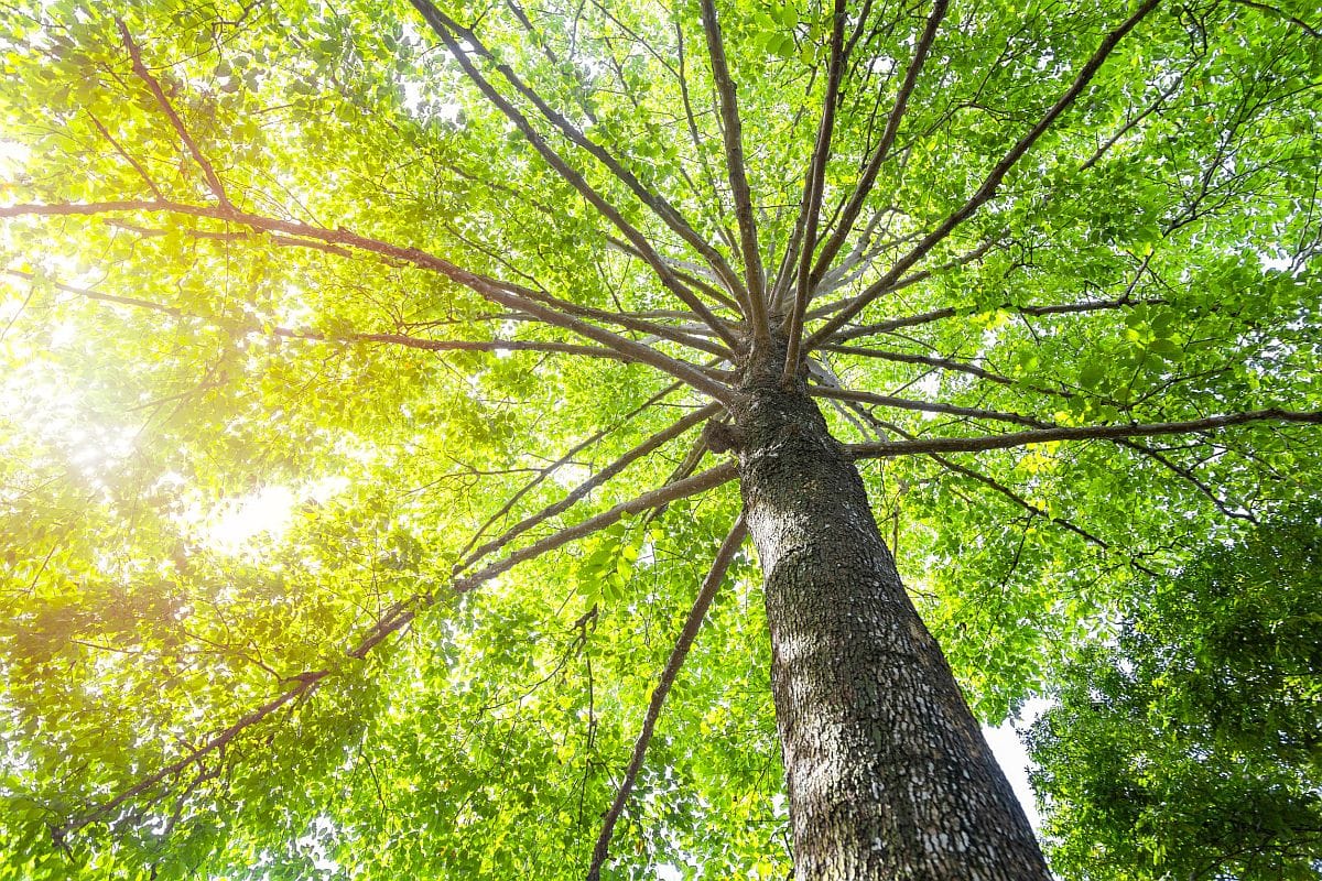 Treetop with green leaves shot from below; contingent workers evolving demands
