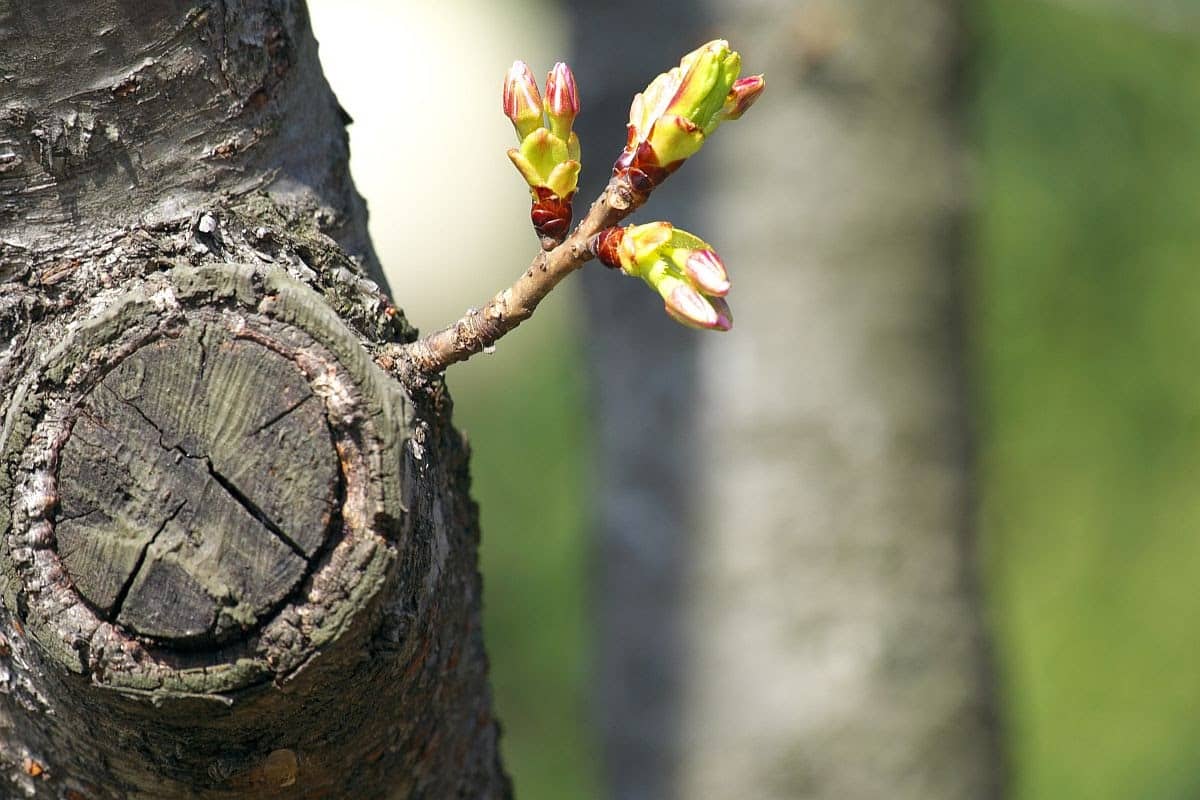 sprout growing from tree, talent intelligence concept