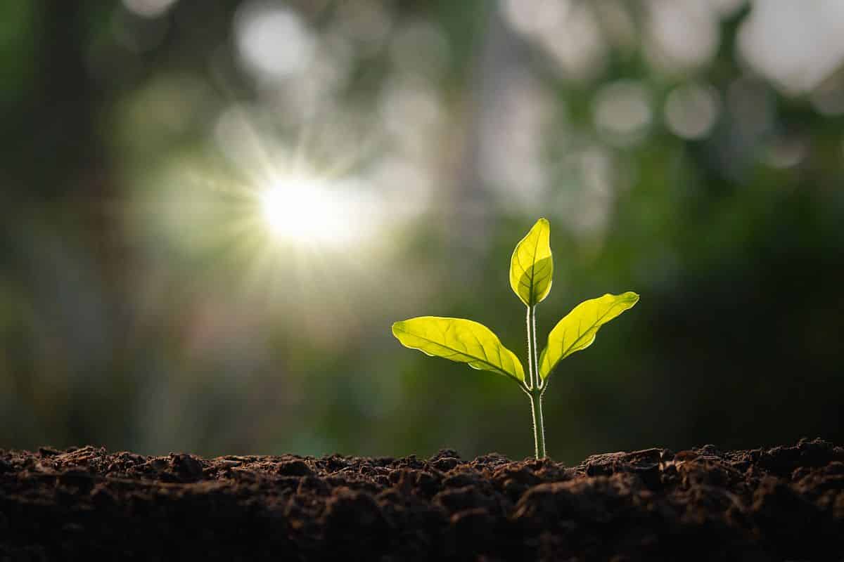 small tree growing in garden with morning light; contingent workers concept